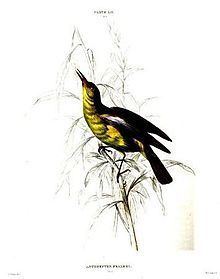 Fraser's sunbird httpsuploadwikimediaorgwikipediacommonsthu