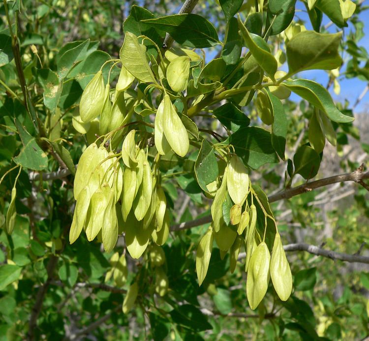 Fraxinus anomala FileFraxinus anomala 4jpg Wikimedia Commons