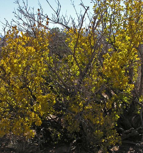 Fraxinus anomala wwwswcoloradowildflowerscomTree20Enlarged20Ph