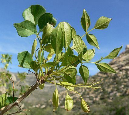 Fraxinus anomala Dwarf Ash Fraxinus anomala