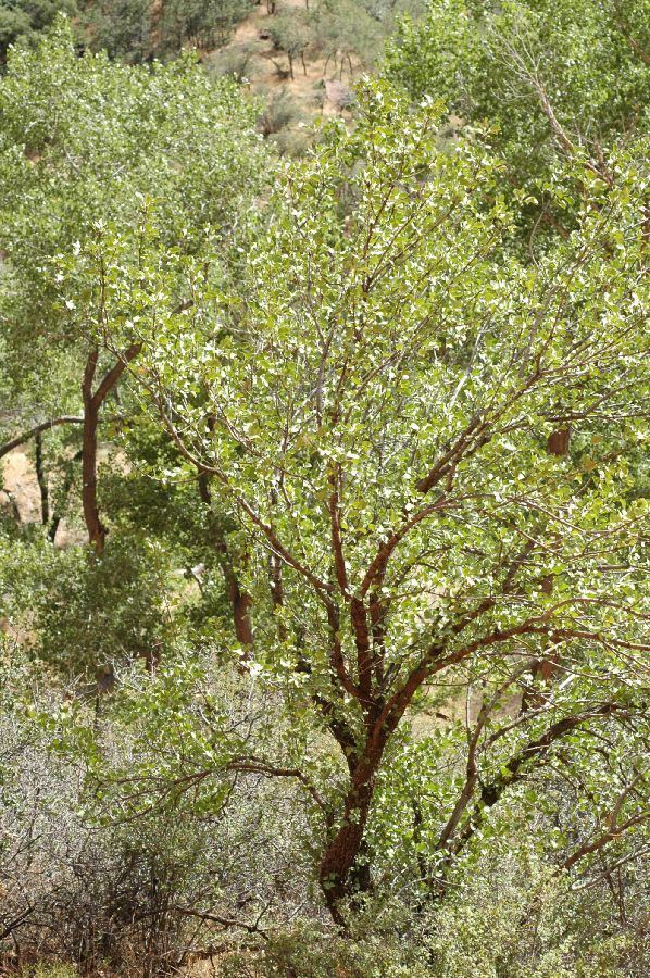 Fraxinus anomala Fraxinus anomala Oleaceae image 8880 at PlantSystematicsorg