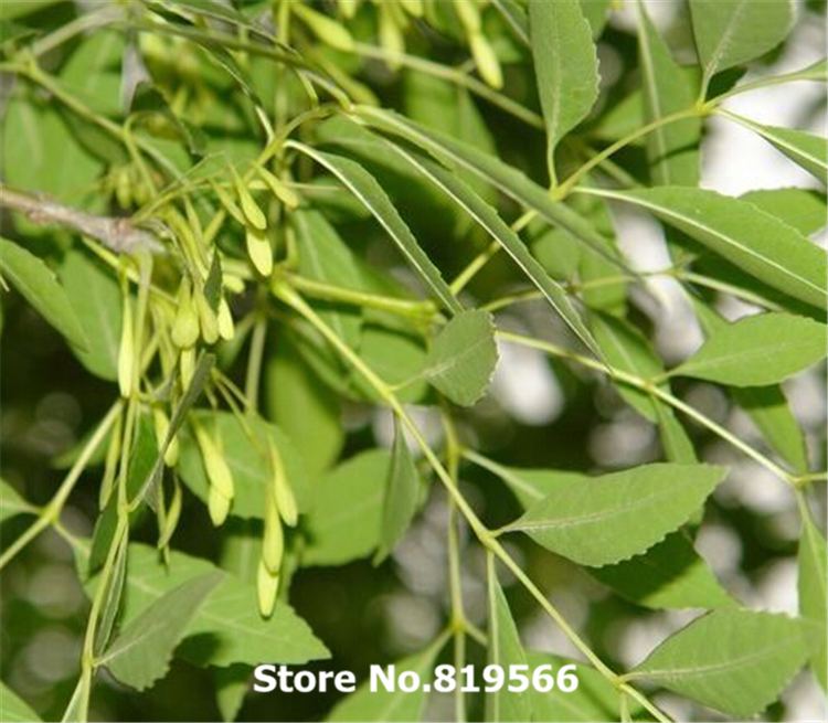 Fraxinus chinensis Online Shop Real chinese Fraxinus chinensis Roxb Herb seeds indoor
