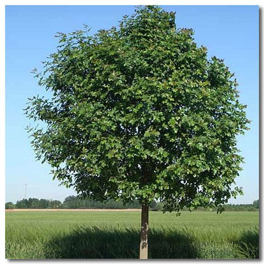 Fraxinus chinensis Fraxinus chinensis Seeds Chinese Ash Tree Seeds Ash Tree Seeds