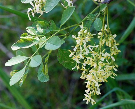 Fraxinus dipetala California Ash Fraxinus dipetala