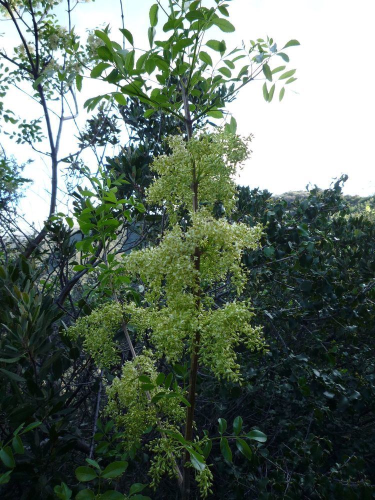 Fraxinus dipetala Fraxinus dipetala Wildflowers in Santa Barbara