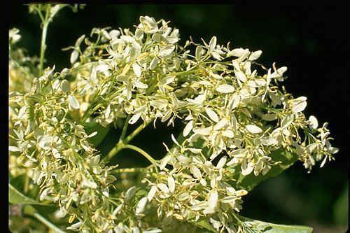 Fraxinus dipetala California Ash Fraxinus dipetala