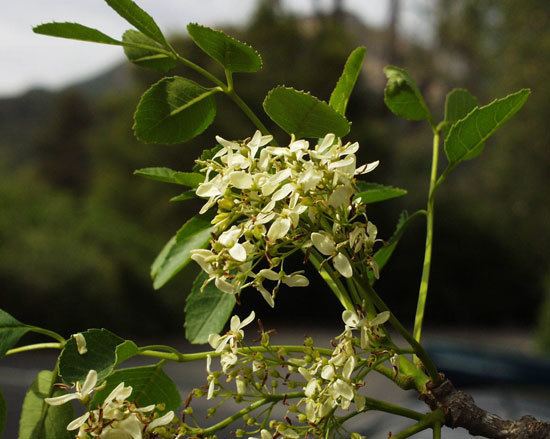 Fraxinus dipetala UFEI SelecTree A Tree Selection Guide