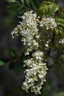 Fraxinus dipetala httpsuploadwikimediaorgwikipediacommonsthu