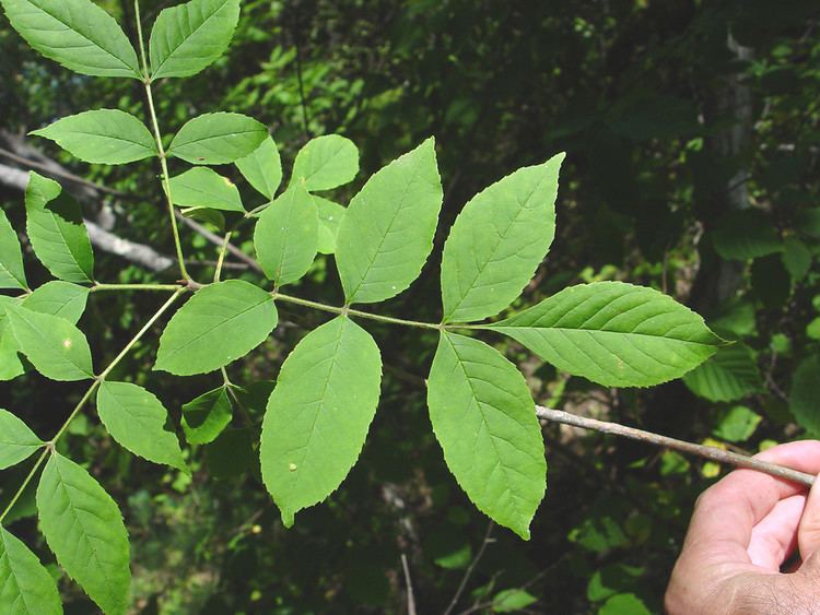 Fraxinus Fraxinus pennsylvanica green ash Go Botany