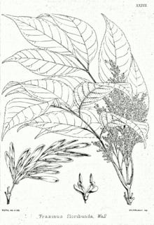 Fraxinus floribunda httpsuploadwikimediaorgwikipediacommonsthu