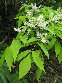 Fraxinus lanuginosa httpsuploadwikimediaorgwikipediacommonsthu