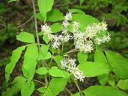 Fraxinus lanuginosa Fraxinus lanuginosa Wikispecies