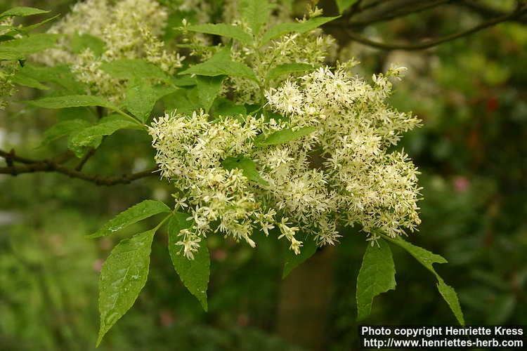 Fraxinus lanuginosa Photo Fraxinus lanuginosa 2 Henriette39s Herbal Homepage