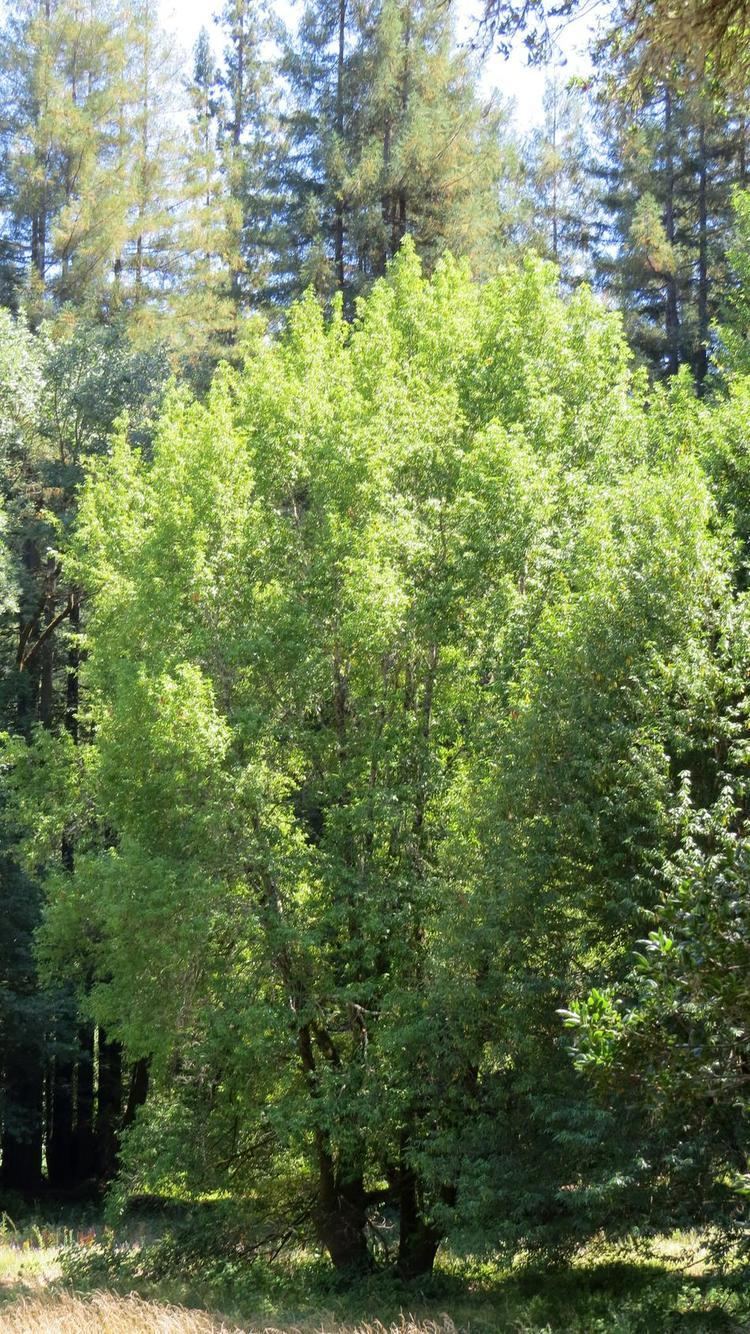Fraxinus latifolia Fraxinus latifolia Oregon Ash