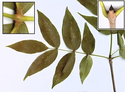 Fraxinus nigra Profile Fraxinus nigra