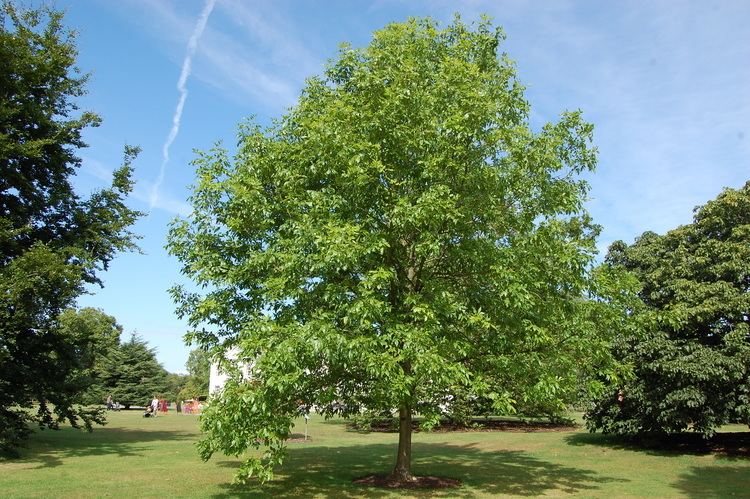 Fraxinus pennsylvanica Fraxinus pennsylvanica landscape architect39s pages