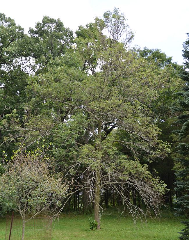Fraxinus texensis UFEI SelecTree A Tree Selection Guide