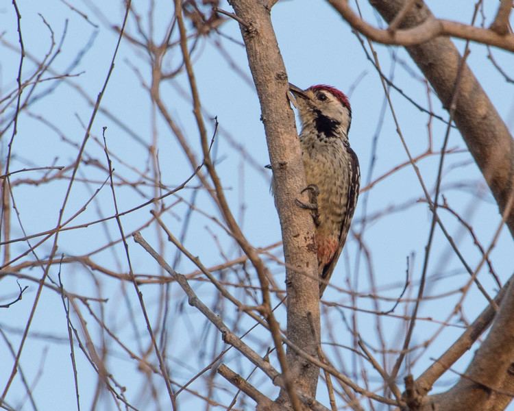 Freckle-breasted woodpecker FileFrecklebreasted Woodpeckerjpg Wikimedia Commons