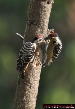 Freckle-breasted woodpecker Frecklebreasted Woodpecker BirdForum Opus
