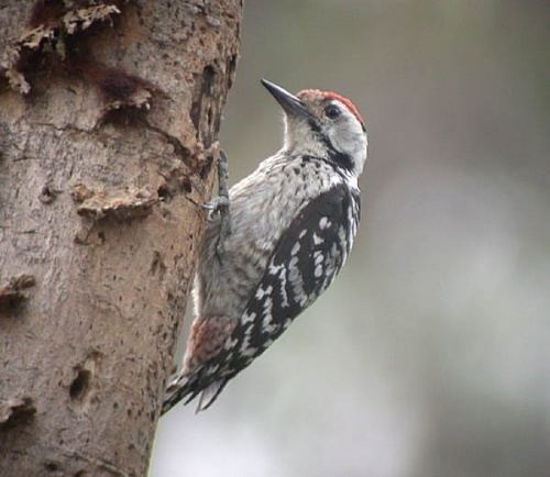 Freckle-breasted woodpecker Frecklebreasted Woodpecker BirdForum Opus