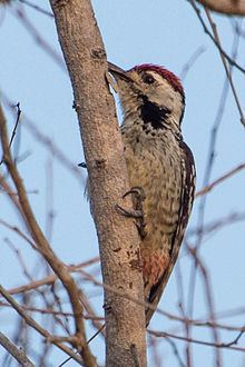 Freckle-breasted woodpecker httpsuploadwikimediaorgwikipediacommonsthu