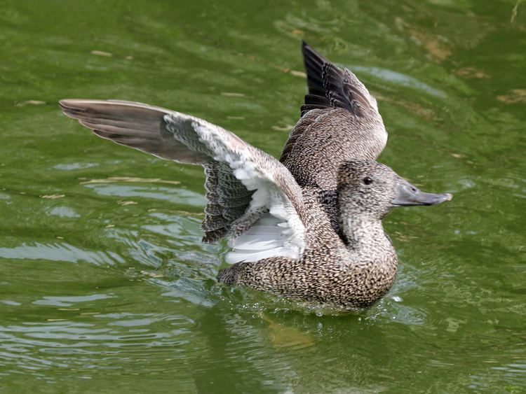Freckled duck Freckled duck Wikipedia
