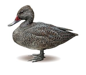 Freckled duck Freckled Duck Game Management Authority