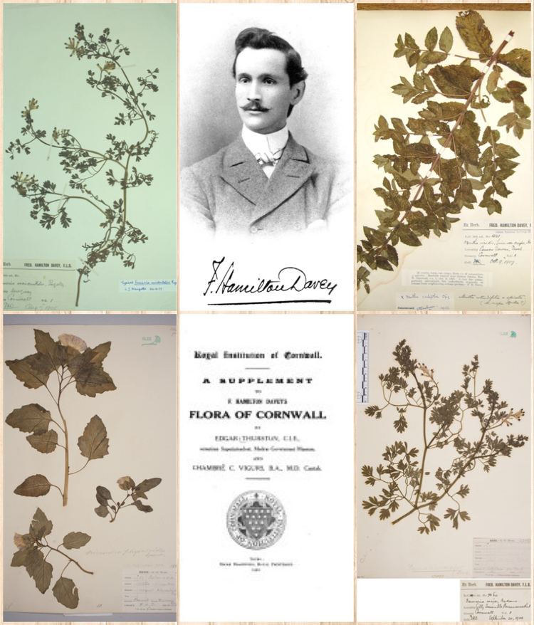 Frederick Hamilton Davey Frederick Hamilton Davey 18681915 was an amateur botanist who