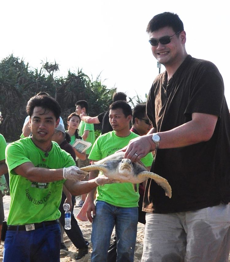 Frederick Yeh FileYao Ming and Frederick Yeh release endangered sea turtle back