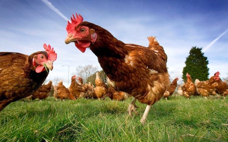 Free range The Truth About Free Range Chickens The Truth About Agriculture