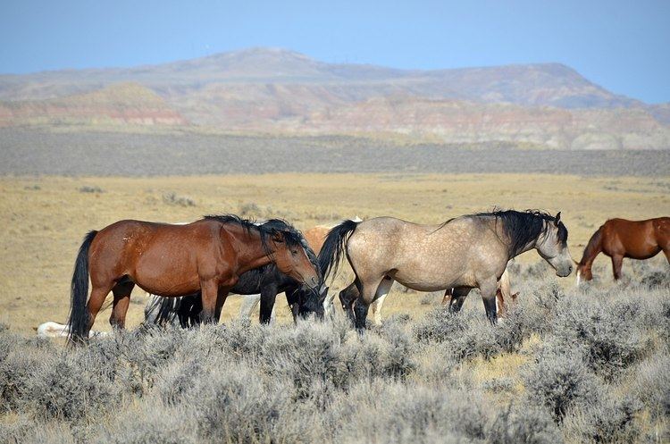Free-roaming horse management in North America