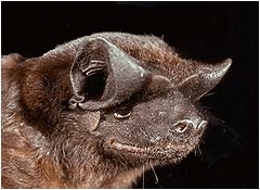 Free-tailed bat tolweborgtreeToLimageseumopsauripendulousgif