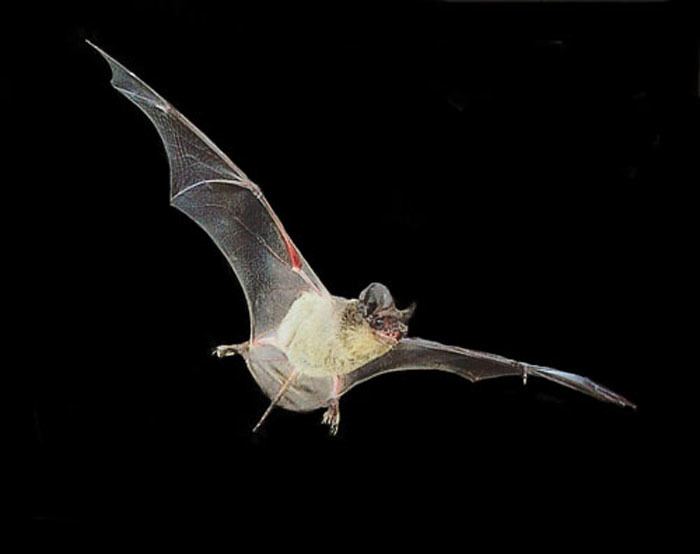 Free-tailed bat Mexican Freetailed Bat Nightlife of the East Bay Area