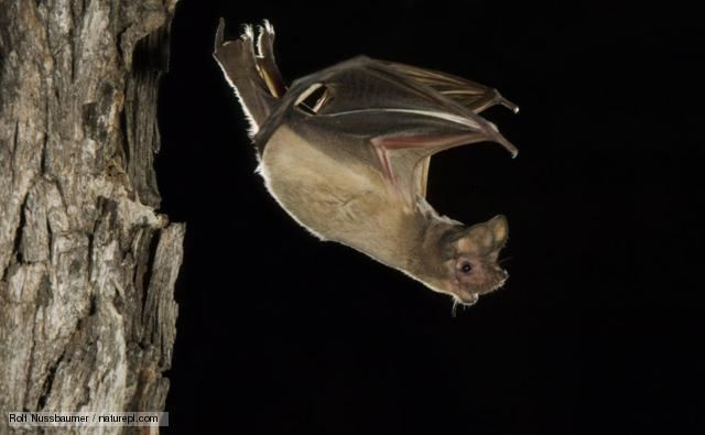 Free-tailed bat BBC Nature Mexican freetailed bat videos news and facts