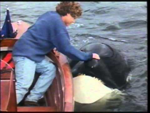 Free Willy 2: The Adventure Home Free Willy 2 The Adventure Home VHS Commercial 1995 YouTube