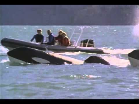 Free Willy 3: The Rescue Free Willy 3 The Rescue Trailer 1997 YouTube