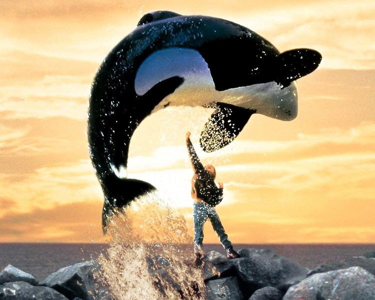 Free Willy Movies in Marana Free Willy Town of Marana