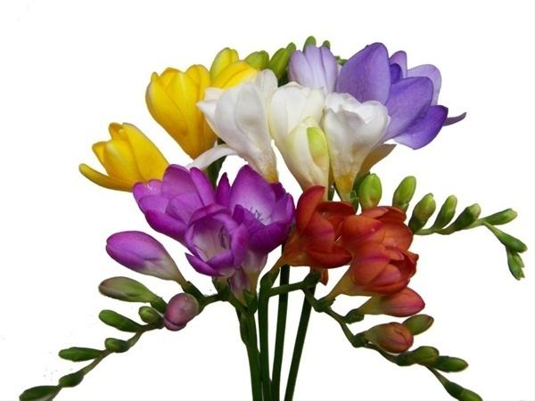 Freesia Assorted Freesia Freesia Flowers and Fillers Flowers by