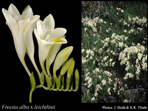 Freesia alba Freesia alba x leichtlinii FloraBase Flora of Western Australia