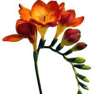 Freesia 1000 images about Freesia on Pinterest Gardens Virginia and