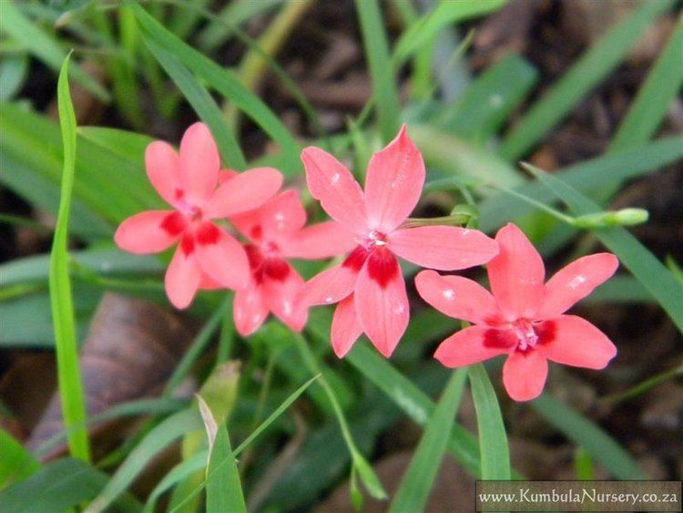 Freesia laxa Freesia laxa Kumbula Indigenous Nursery