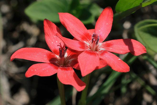 Freesia laxa wwwbiodiversityexplorerorgplantsiridaceaeimag