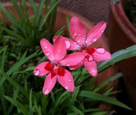 Freesia laxa Lapeirousia Plant How to Grow Freesia Laxa