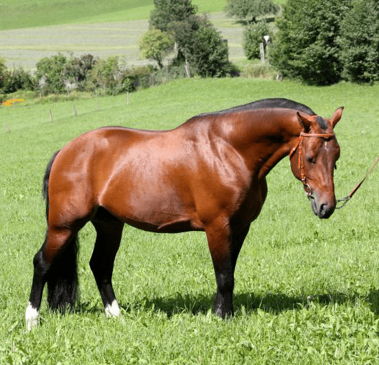 Freiberger Der Freiberger The presence of an autochthonous horse breed in the