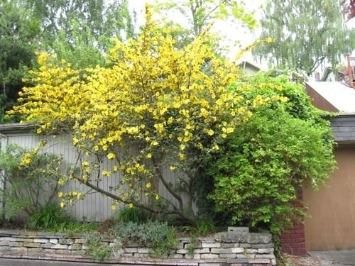 Fremontodendron Plant of the Month