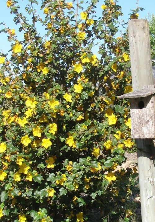 Fremontodendron Fremontodendron Pacific Sunset Flannel Bush