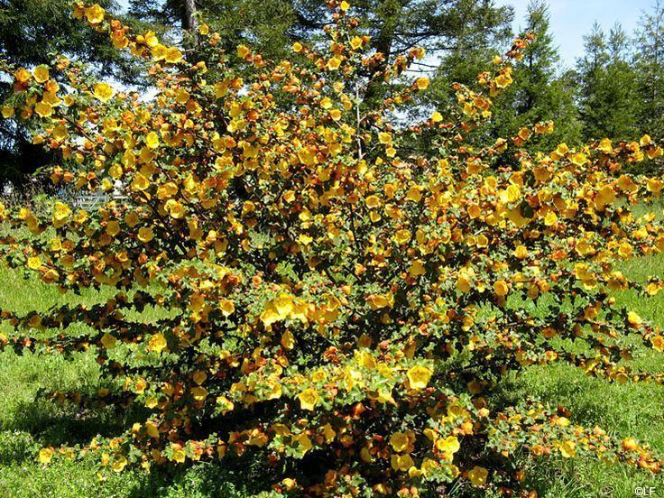 Fremontodendron Fremontodendron Flannel bush Boroditsky Plant Ideas Pinterest