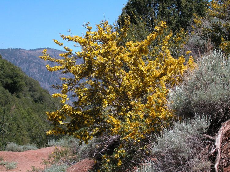 Fremontodendron californicum Fremontodendron californicum