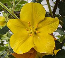 Fremontodendron californicum httpsuploadwikimediaorgwikipediacommonsthu