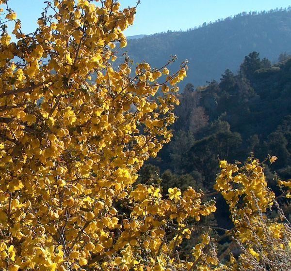 Fremontodendron californicum Fremontodendron californicum California Flannel Bush